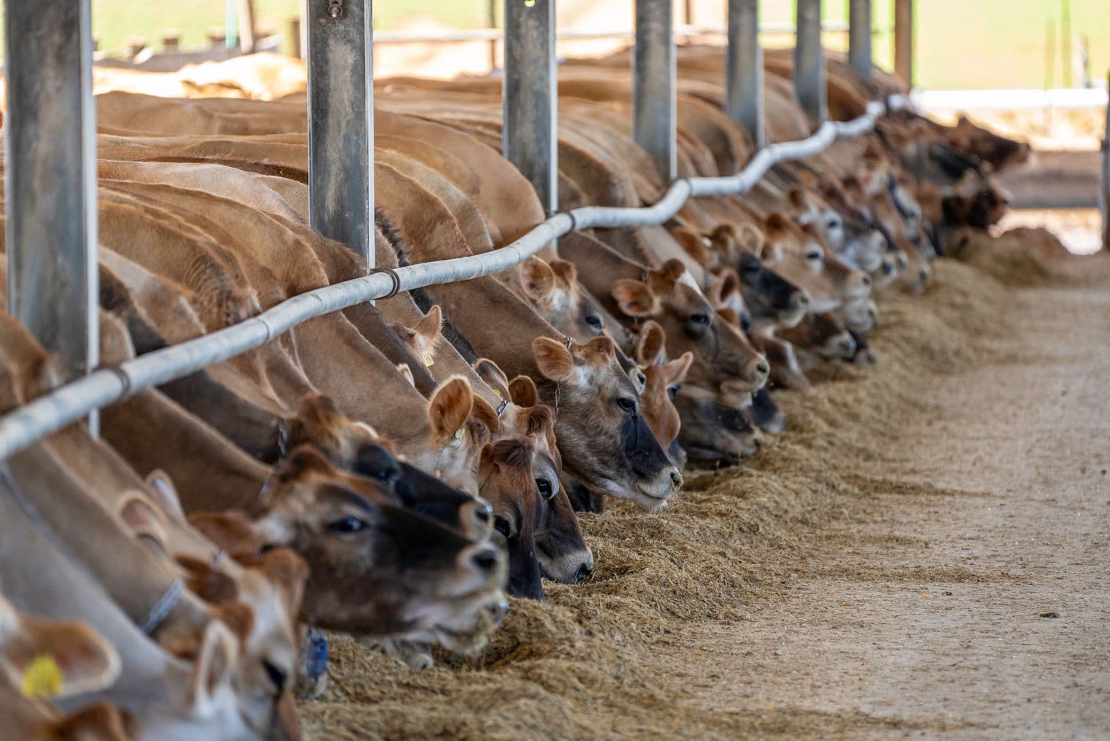 TH Group High-Tech Dairy Cluster